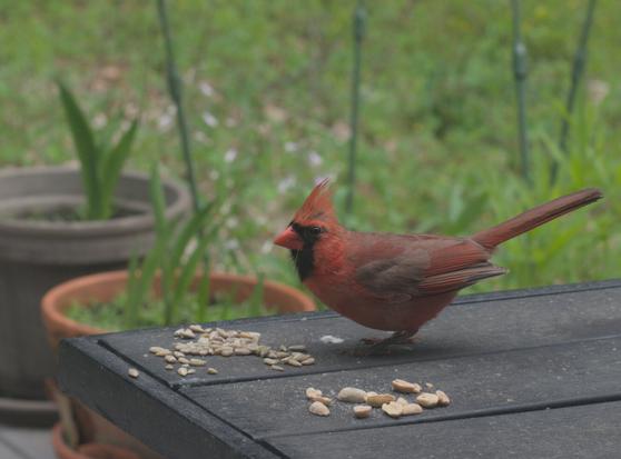 A male cardinal eats sunflower seeds on a table on my deck.