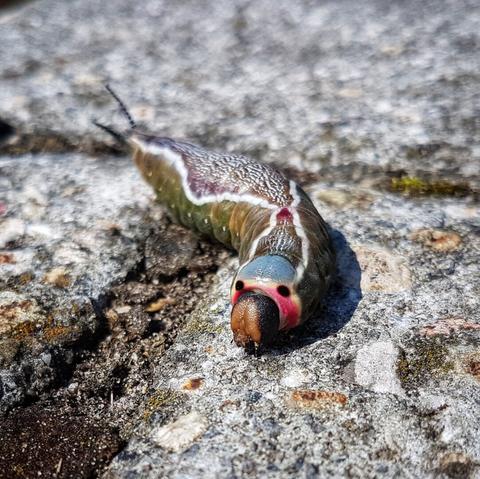 A close-up, high-angle shot of a grey-green elephant hawkmoth caterpillar with distinctive white and red markings, and false eye spots, resting on a textured concrete surface. The caterpillar is facing the viewer with its head slightly raised, showing its brown mouthparts and blue-tinted front section.