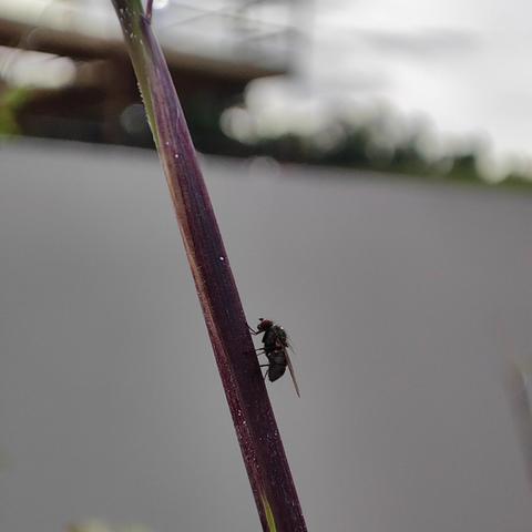 A short legged insect, wings down, creeps up a tall bare stems of bamboo. A blurred white wall is in the background