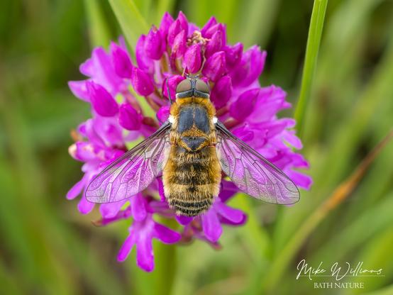 A fly with golden-yellow hairs, on a pink orchid flower