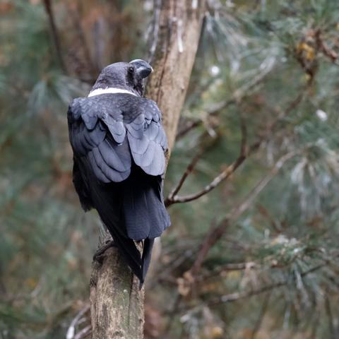 White necked #raven #Geierrabe

#bird #birds #birdphotography #nature #photography