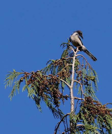 BlueJay in a tree top