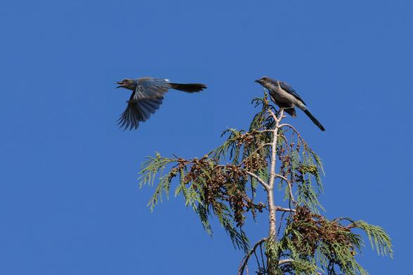 A composite of a Blue Jay getting ready to take flight with one in  a series taken mid flight