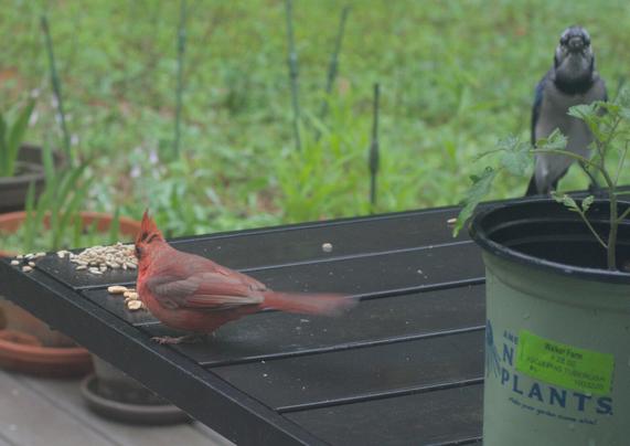 A blue jay lands on the table on my deck while the cardinal is eating peanuts.