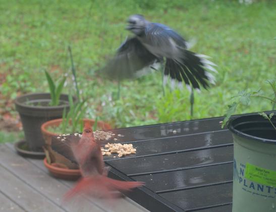The blue jay tries to force the cardinal to leave by hopping closer and flapping its wings. The cardinal stands his ground and flaps back.