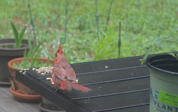 The blue jay retreats and the cardinal returns to his breakfast.