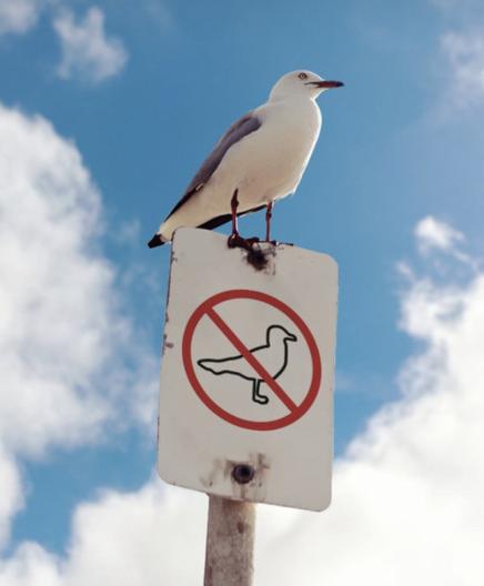 gull sitting on a sign that says no gulls, with blue sky and white clouds in background