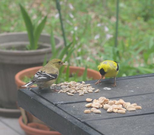 A pair of American goldfinches, male and female, eat sunflower seeds on a table on my deck. The female is olive green with some yellow highlights. The male is bright yellow with a black cap.