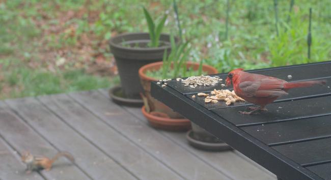 A male cardinal eats peanuts on a table on my deck.