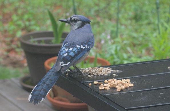 A blue jay looks up from eating sunflower seeds on a table on my deck.