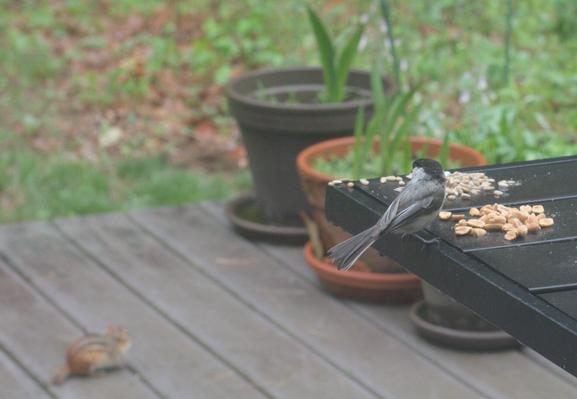 A black-capped chickadee eats a peanut on a table on my deck.