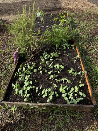 Black eyed peas and cosmos are growing well