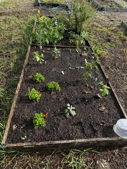 Planted new plants - Sage, Rue, Thai green chilies, and Caribbean sorrel. Too late to start from seeds.