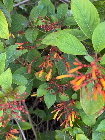 Firebush is in its glow-ry. I was trying to click the bee, but failed.