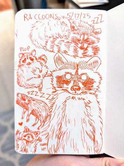 Sketchbook of drawings of racoons in orange ink. Top of the page is the text RACCOONS and the date 5/17/25. The top of the page has a sleeping raccoon curled with his tail. Bottom right is a zombie-like raccoon with empty eyes staring out. Bottom left is a small raccoon with his paws up and the words hands up. Above that is a sleeping raccoons on a branch. And above that is a fat raccoon sitting with thr word plop next to him.