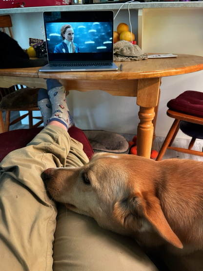 In the foreground, a dog has her chin rested on a person’s lap. At the top of the image is a laptop sitting on a table. Andor is playing on the laptop, with a scene from Senator Mothma’s brave speech to the senate.