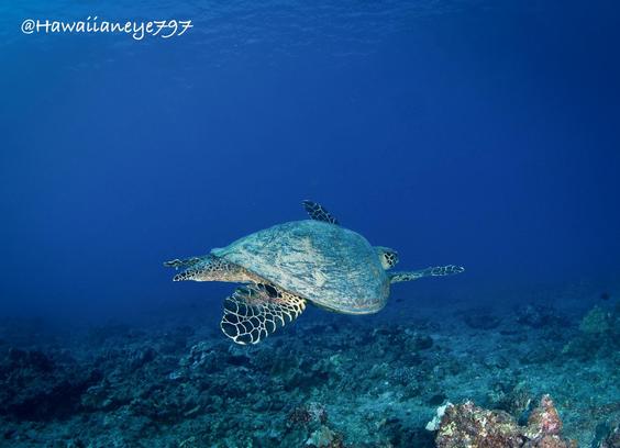 The back end of a sea turtle as it swims over a reef.