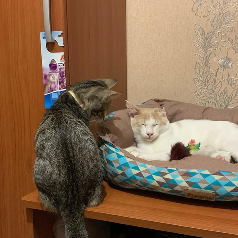 One cat is asleep in a soft, patterned bed, eyes closed, calm.The other standing beside, alert, watchful, silent.