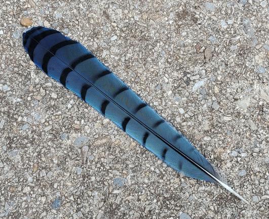 One pristine primary BlueJay feather. Its beautiful blue-gray with black horizontal stripes is a lovely contrast to the gray granite of the sidewalk.