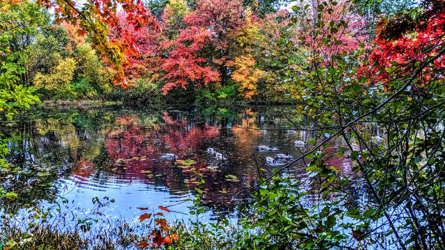 We see glimpses of the rainy overcast sky between the trees and mirrored on the lake surface. A small inlet of the lake with numerous lily pads is visible with a flock of 13 Canadian geese swimming on its surface. in the background and foreground are trees with bright gold, green orange and red foliage.