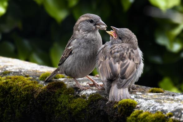 Ein Sperling füttert einen Jungvogel.