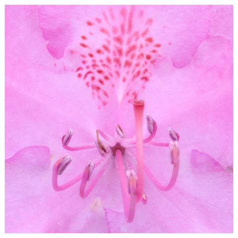 En fyrkantig bild på en rosa blomma. Ett tiotal pistiller mitt i bilder och ovanför ett fläckigt mönster i rött.