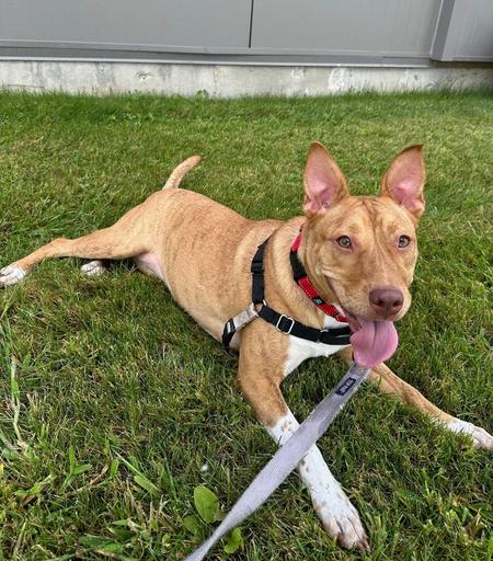 Estrella, a medium sized mixed breed dog who is tan with a white chest, belly and legs, lays outside on green grass and looks just off camera. her mouth is open and her tongue is out.