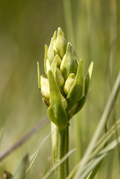 Greater Butterfly Orchid in bud