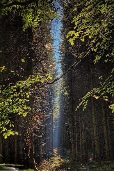 A vertical shot of a deep forest path, flanked on both sides by tall, dark evergreen trees. Bright green leaves from unseen branches frame the top and sides of the image. A shaft of bright sunlight pierces through the canopy in the distance, illuminating a small section of the forest floor, creating a stark contrast with the shadowed trees. The path appears to recede into a bright blue sky at the end of the clearing.