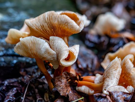 A collection of medium size mushrooms. The caps are folded and twisted up