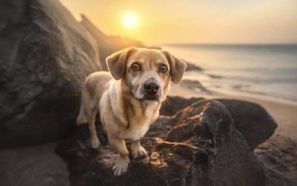 brown Corgi-Mix is standing on a Rock in front of the northern sea. The sun sets behind him.