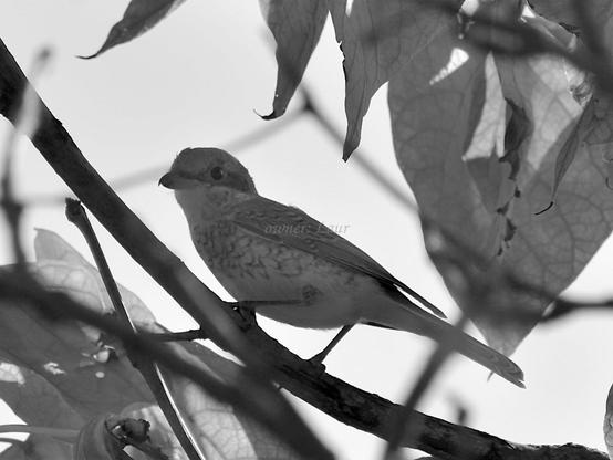 Bird, closeup, black and white, photo