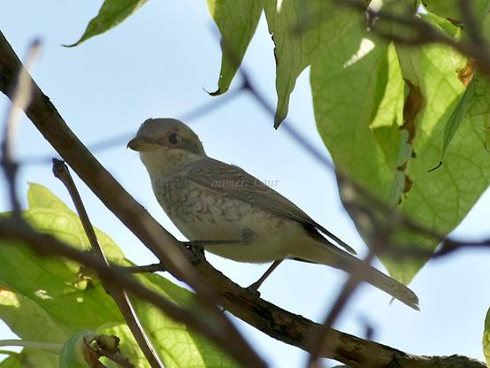 Bird, closeup, color, photo