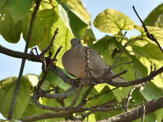 Bird, closeup, color, photo