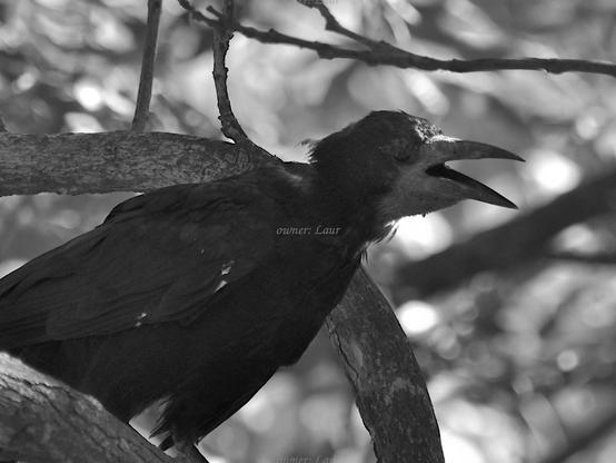 Bird, closeup, black and white, photo
