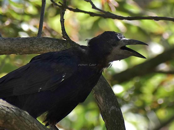 Bird, closeup, color, photo