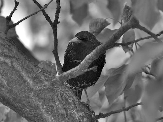 Bird, closeup, black and white, photo