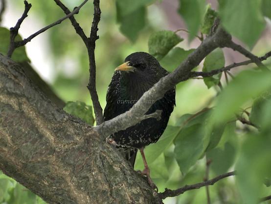 Bird, closeup, color, photo
