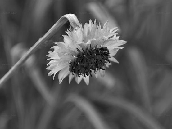 Flower, closeup, black and white, photo