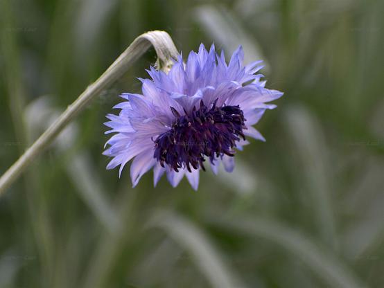 Flower, closeup, color, photo