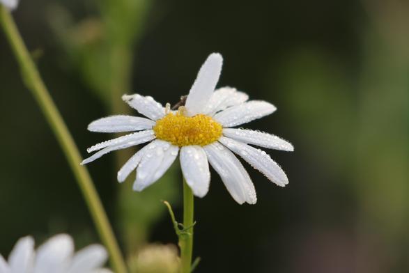 Ein Gänseblümchen mit Wassertropfen.
Matzework