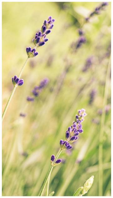 Hochformat. Lavendelstiele mit ein paar Blüten tanzen schräg durch das Bild. 
Hintergrund grüngelb, zart.