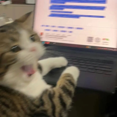 Un chaton en trin de crier , il est installé devnt un ordinateur portable et a les deux pattes avant posées sur le clavier comme s'il était en train d'écrire sur internet.