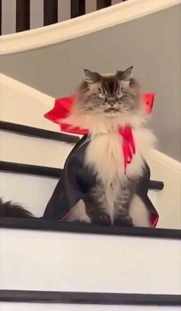 Un chat angora tigré affublé d'une cape de vampire avec col comme les draculas des films.