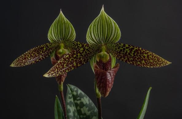 Looking at the same pair of flowers from the front. From here you can see that the flower is quite hirsute, and the yellow column in the middle is shiny yellow.
