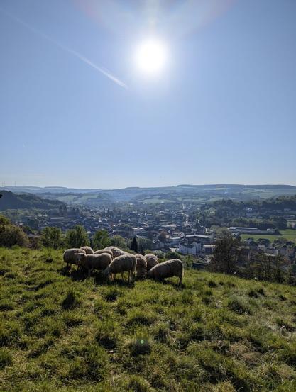 We started our hike in Echternach. This is the view over the town and its sourroundings after the first metres in altitude. The sky is clear and light blue and the sun is burning. A group of sheep are standing peacefully in a meadow in the foreground.