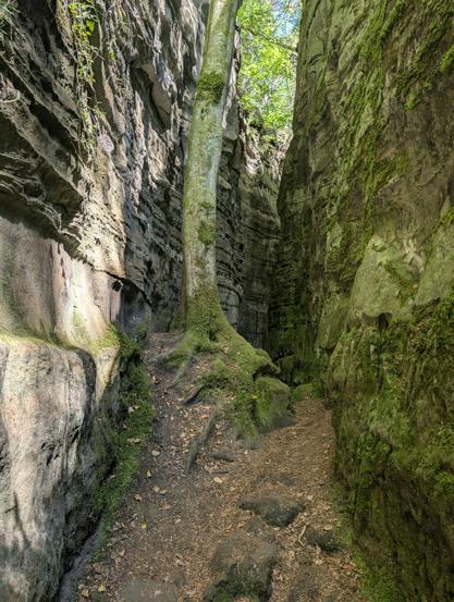 Passage between two giant sandstone walls in the Mullerthal forests. A lonely tree is nearly blocking the passage.