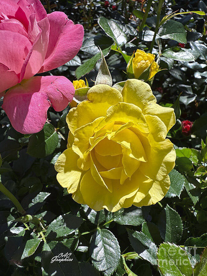 Sunny Yellow and Pink Roses