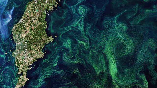 Color-enhanced satellite image showing swirling algal blooms. Phytoplankton blooms like this one thrive on nutrients from agricultural run-off, but they deplete ocean waters of oxygen.