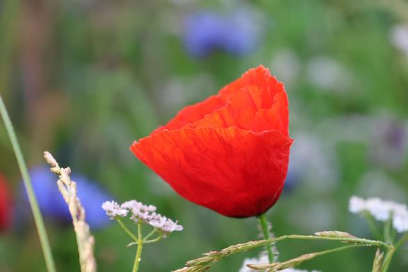 Klatschmohn wunderschön rot. Verwommen kann man zwei blaue Kornblumen erkennen.
Matzework